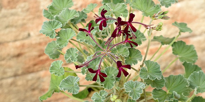 Pelargonium sidoides contraindicacoes comprar